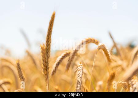 Rye field on sunny day, closeup. Close up of rye ears, field of rye Foto Stock