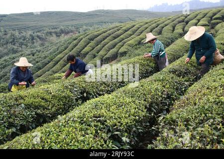 Bildnummer: 52476333 Datum: 28.03.2008 Copyright: imago/Xinhua Teepflücker auf einer Plantage in Xiuning in der Provinz Anhui - Cina PUBLICATIONxNOTxINxCHN , Personen; 2008, Xiuning, Anhui, Haishi, Einheimische, Einheimischer, Chinese, Chinesen, Chinesin, Bäuerin, Bauer, Feldarbeit, Tee, Teeanbau, Teeernte, Ernte, ernten, Teepflückerin, Feld, Felder, Feldarbeiter, Feldarbeiterin, Frau, Teeblätter, Teeblatt, Teegarten, Cina; , quer, Kbdig, Gruppenbild, Landwirtschaft, Wirtschaft, Arbeitswelten, Gesellschaft, , Asien Foto Stock