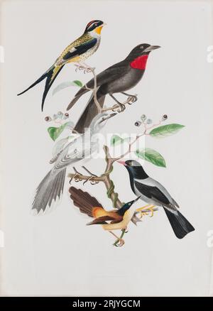 Phibalura flavirostris - Querula ricollis - Turdus orpheus - Turdus flavipes - Turdus brasiliensis di Jean-Théodore Descourtilz Foto Stock