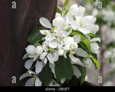 Le api impollinano la fioritura di un granchio bianco all'inizio di maggio Foto Stock