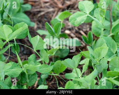 Many green Snow and Snap Pea seedlings shooting up from the ground, growing in an Australian vegetable garden Stock Photo