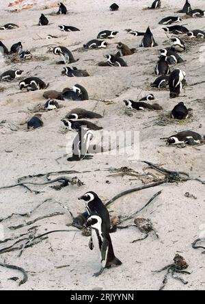 Bildnummer: 52595837 Datum: 07.06.2008 Copyright: imago/Xinhua Pinguine am Boulders Bay a Kapstadt - PUBLICATIONxNOTxINxCHN , Tiere; 2008, Kapstadt, Südafrika, Pinguin, Strand, Natur; , Hoch, Kbdig, totale, , , Afrika Bildnummer 52595837 Data 07 06 2008 Copyright Imago XINHUA Penguins at Boulders Bay in Cape Town PUBLICATIONxNOTxINxCHN Animals 2008 Cape Town South Africa Penguins Beach Nature Vertical Kbdig Long shot Africa Foto Stock