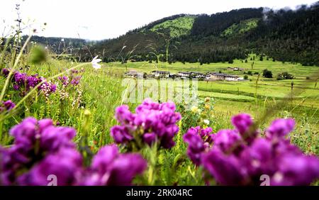 Bildnummer: 52630112 Datum: 15.07.2008 Copyright: imago/Xinhua Blumen auf einer Wiese in der Nyingchi-Präfektur, Tibet - PUBLICATIONxNOTxINxCHN, Pflanzen , Landschaft; 2008, Nyingchi-Präfektur, Tibet, Cina; , quer, Kbdig, totale, Gebirge, Reisen, Asien Bildnummer 52630112 Data 15 07 2008 Copyright Imago XINHUA Fiori su un prato nella prefettura di Nyingchi Tibet PUBLICATIONxNOTxINxCHN Plants Landscape 2008 Nyingchi Prefettura Tibet Cina orizzontale Kbdig Long shot Mountains Travel Asia Foto Stock