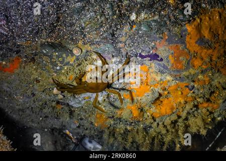 Northern Kelp Crab, Pugettia producta, a Point of Arches, Olympic National Park, Washington State, USA Foto Stock