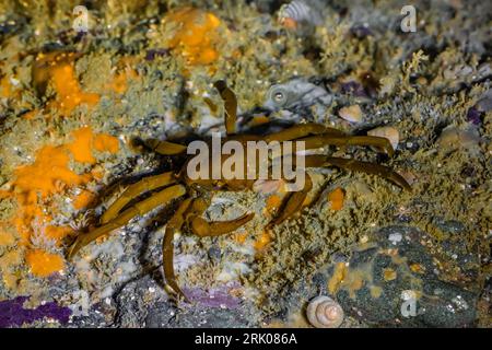 Northern Kelp Crab, Pugettia producta, a Point of Arches, Olympic National Park, Washington State, USA Foto Stock