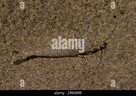 Smooth Bay Shrimp, Lissocrangon Stylirostris, nella sabbia di Shi Shi Beach a Point of Arches, Olympic National Park, Washington State, USA Foto Stock