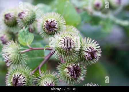 Arctium lappa, maggiore effetto ravvicinato dei fiori estivi di burdock Foto Stock