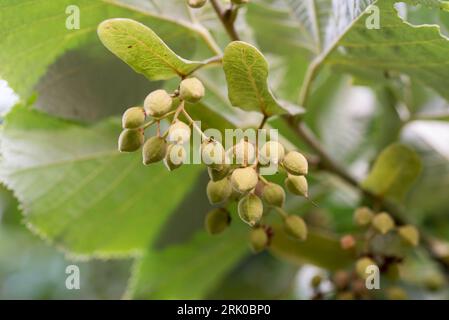 Tilia platyphyllos, nocciole di calce a foglie grandi su fuoco selettivo per rami di primo piano Foto Stock