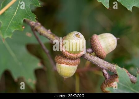 oak (Quercus rubra) green acorns on twig closeup selective focus Stock Photo