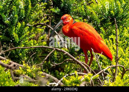 Primo piano di uno Scarlet ibis (Eudocimus ruber) Foto Stock