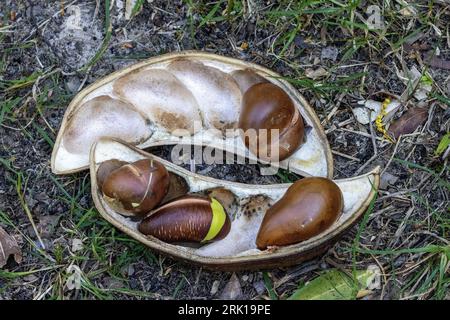 Semi australiani di fagioli neri Foto Stock