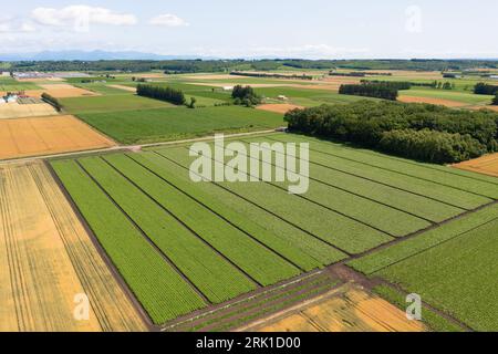 Veduta aerea della piana di Tokachi, Hokkaido, Giappone Foto Stock