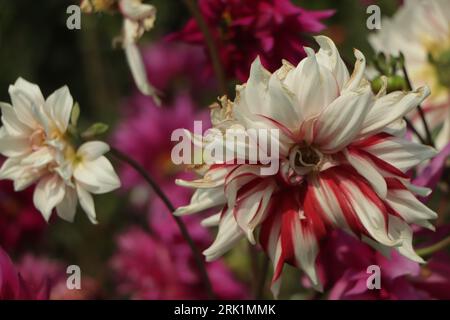 Dahlia Fubuki Rosso e bianco in giardino. Foto Stock