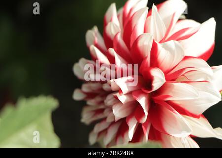 Fubuki Red e White dahlias Foto Stock