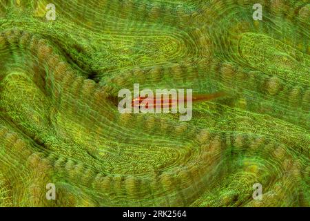 Neon, dwarfgoby Eviota atriventris, su un corallo duro Raja Ampat Indonesia Foto Stock