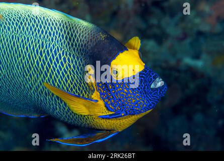 Pesce angelo con maschera gialla, Pomacanthus xanthometopon, Raja Ampat Indonesia Foto Stock