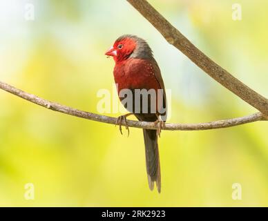 Il Finch cremisi (Neochmia phaeton) uccello maschile, elegante finch dalla coda lunga, abita zone erbose alte, soprattutto con alberi di palma Pandano . Foto Stock