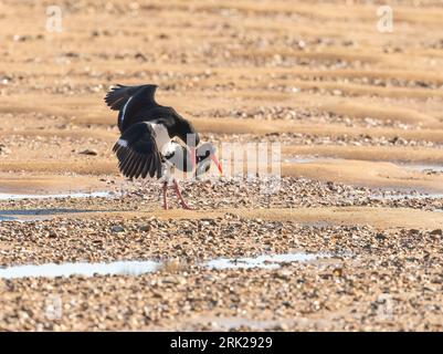 A pair of pied oyster catchers during breading season in Australia. Stock Photo