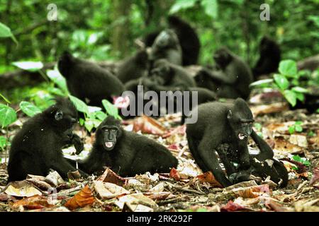 Comportamenti aggressivi tra un gruppo di macachi crestati di Sulawesi (Macaca nigra) sono fotografati nella foresta di Tangkoko, Sulawesi settentrionale, Indonesia. Gli scienziati dei primati hanno scoperto che combattere o inseguirsi a vicenda sono parte delle attività sociali del macaco crestato. I contatti manuali aggressivi si sono verificati frequentemente e sono molto normali, e sono spesso seguiti da ritorsioni e riconciliazioni - un fatto che ha contribuito a costruire la reputazione di macaco crestato come specie altamente tollerante per la società. Foto Stock