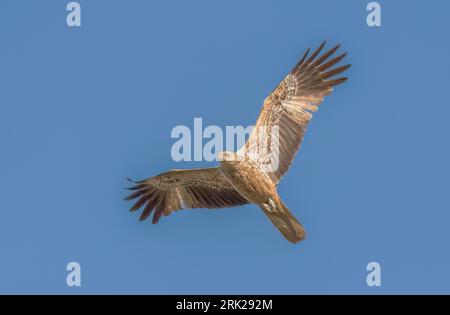 L'aquilone fischiante (Haliastur sphenurus), uccello preda, con una dieta diversificata e in grado di prosperare in un'ampia gamma di habitat, Foto Stock