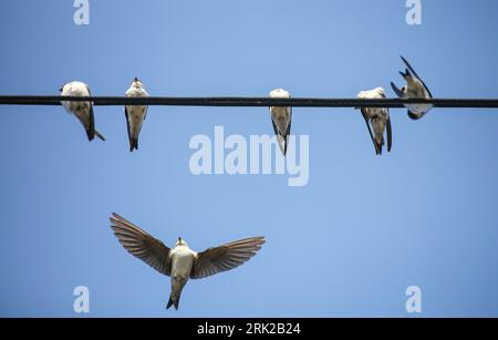 Riedlingen, Germania. 23 agosto 2023. Le rondini si riuniscono su una linea elettrica. Gli uccelli migratori si stanno preparando per il loro viaggio verso sud. Crediti: Thomas Warnack/dpa/Alamy Live News Foto Stock