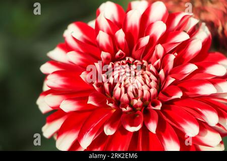 Dahlia fubuki red and white. Stock Photo