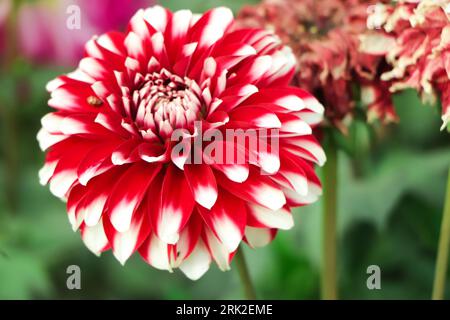 Fubuki Dahlia Red and White fioritura in una fattoria di Himachal. Ho trovato questo fiore pieno fiorito con sfondo verde Foto Stock