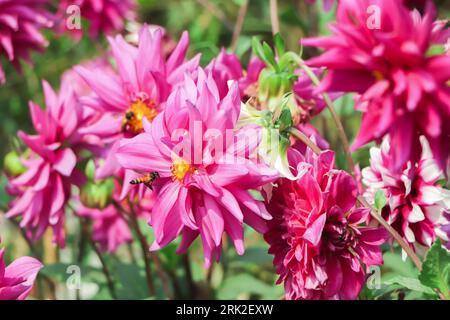 In un letto di fiori una considerevole quantità di dahlia di fiori con petali in varie tonalità di colore rosa. Foto Stock