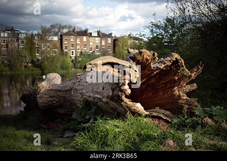 An old hollow log in a park Stock Photo