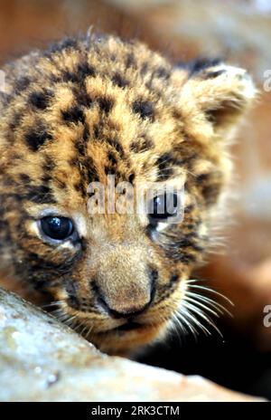 Bildnummer: 53441066 Datum: 27.09.2009 Copyright: imago/Xinhua (090927) -- HAIKOU, 27 settembre 2009 (Xinhua) -- foto scattata il 27 settembre 2009 mostra un tigone al Parco naturale tropicale di Hainan e al Giardino Botanico di Haikou, capitale della provincia di Hainan della Cina meridionale. Una tigre manciuana maschio e un leone africano femmina hanno dato alla luce qui i gemelli tigon il 1 settembre 2009. (Xinhua/Guo Cheng) (lyx) (5)CHINA-HAINAN-TIGON(CN) PUBLICATIONxNOTxINxCHN Tiere Jungtier Nachwuchs Tierbaby Baby kbdig xmk 2009 Hoch Bildnummer 53441066 Date 27 09 2009 Copyright Imago XINHUA Haikou Sept 27 2009 XINHUA Photo taken ON Foto Stock