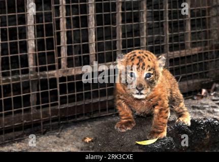 Bildnummer: 53441067  Datum: 27.09.2009  Copyright: imago/Xinhua (090927) -- HAIKOU, Sept. 27, 2009 (Xinhua) -- Photo taken on Sept. 27, 2009 shows a tigon at Hainan Tropical Wildlife Park and Botanical Garden in Haikou, capital of south China s Hainan Province. A male Manchurian tiger and a female African lion gave birth to twins tigon here on Sept. 1, 2009. (Xinhua/Guo Cheng) (lyx) (1)CHINA-HAINAN-TIGON(CN) PUBLICATIONxNOTxINxCHN Tiere Jungtier Nachwuchs Tierbaby Baby kbdig xmk 2009 quer premiumd    Bildnummer 53441067 Date 27 09 2009 Copyright Imago XINHUA  Haikou Sept 27 2009 XINHUA Photo Stock Photo