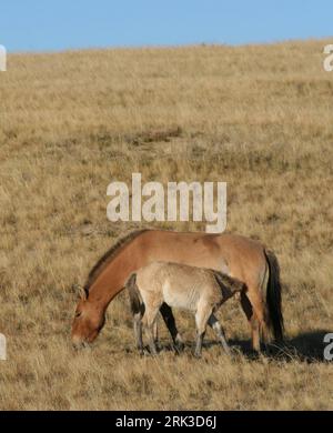 Bildnummer: 53442454 Datum: 27.09.2009 Copyright: imago/Xinhua (090927) ULAN BATOR, 27 settembre 2009 (Xinhua) A vitello drinks milk in Hustai Nature Reserve in Mongolia, 27 settembre 2009. Il numero di cavalli selvatici in Mongolia è salito a 440 dopo aver importato 18 cavalli takhi nel 1992 che vivevano nell'altopiano mongolo. (Xinhua/A Sigang) (zw) (1)MONGOLIA-NATURA-CAVALLI SELVAGGI PUBLICATIONxNOTxINxCHN Tiere Wildpferde Pferd Wildpferd Natur Kbdig xdp 2009 hoch o00 Fohlen Bildnummer 53442454 Date 27 09 2009 Copyright Imago XINHUA Ulan Bator Sept 27 2009 XINHUA Calf drink latte in Husta Foto Stock