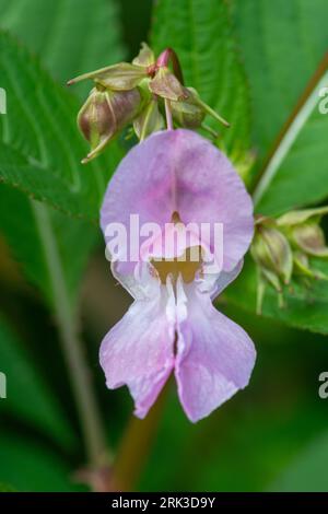 Balsamo himalayano (Impatiens glandulifera), una pianta introdotta ora una grande erbaccia invasiva di fiumi e fossati, Hampshire, Inghilterra, Regno Unito Foto Stock