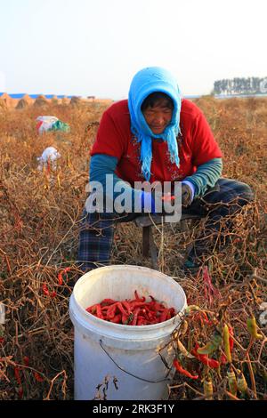 CONTEA DI LUANNAN - 19 ottobre 2018: Gli agricoltori raccolgono peperoni nelle aziende agricole della contea di Luannan, provincia di Hebei, Cina Foto Stock