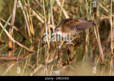 Little Crake - Kleines Sumpfhuhn - Zapornia parva, Cipro, femmina adulta Foto Stock