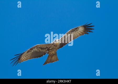 Hybrid (orientale) Nibbio, Milvus migrans migrans x lineatus, Kazakistan, secondo anno di uccello in volo visto da sotto. Foto Stock