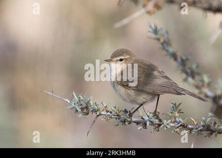 Montagna Chiffchaff (Phylloscopus sidianus ssp. Sidianus) adulto arroccato su un ramo Foto Stock