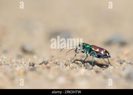 Cicindela nitida, Russia (Baikal), imago Foto Stock