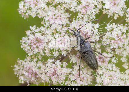 Lepturobosca virens - Dichtbehaarter Halsbock, Austria, imago Foto Stock