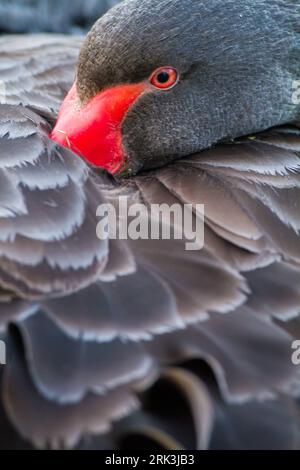 Black Swan, Cygnus atratus ritratto dell'uccello che riposa sul fiume reno Foto Stock