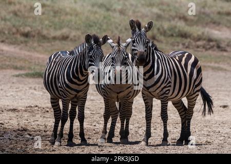 Ritratto di tre Zebra di Burchell, Equus Quagga Burchellii, guardando la fotocamera. Seronera, Parco Nazionale Serengeti, Tanzania Foto Stock