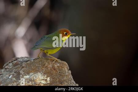 Chestnut-headed Tesia (Cettia castaneocoronata) perched on a branch at Doi Lang, Thailand Stock Photo