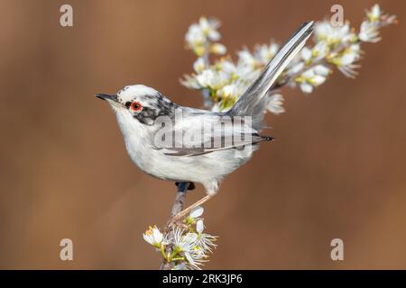 Warbler sardo (Sylvia melanocephala), vista laterale di un maschio leucaristico arroccato su una branca di Blackthorn, Campania, Italia Foto Stock