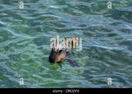 Otarie orsine selvatiche dal naso lungo che si ghiacciano nelle acque intorno a Rottnest Island, Australia Occidentale. Foto Stock