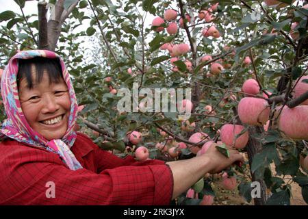 Bildnummer: 53523952  Datum: 11.10.2009  Copyright: imago/Xinhua (091012) -- WEIHAI, Oct. 12, 2009 (Xinhua) -- Yang Yulan, a local fruit grower, is happy at plucking the quality Fuji apples in Qiaotou Town, Weihai City, east China s Shandong Province, Oct. 11, 2009. The yield of over 20,000 mu of Fuji Apples reached an amount of more than 50,000 tons and brought about 10,000 yuan in the increasement of income for each household in the region. (Xinhua/Yu Qibo) (px) (2)CHINA-SHANDONG-APPLE-HARVESTING(CN) PUBLICATIONxNOTxINxCHN Landwirtschaft Wirtschaft Einzelhandel kbdig xcb 2009 quer o0 Apfel, Stock Photo