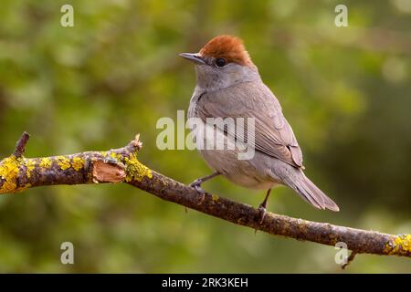 Vrouwtje Zwartkop in zit; femmina Eurasian Capinera appollaiato Foto Stock