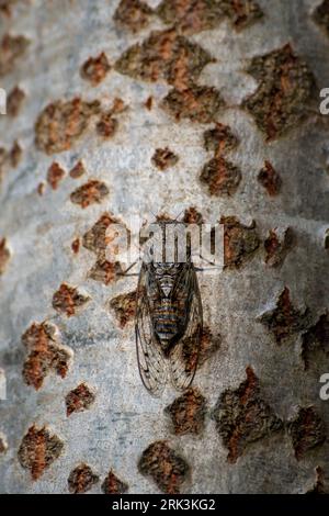A cicada is perched on the bark of a poplar tree Foto Stock