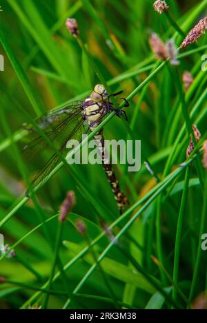 Falco meridionale appena fuso o falco blu (Aeshna cyanea) una specie di falco libellula Foto Stock