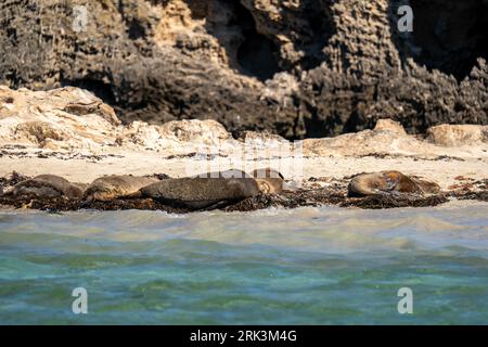 Foche da pelliccia che prendono il sole sulla riva del parco marino delle Isole Shoalwater Foto Stock