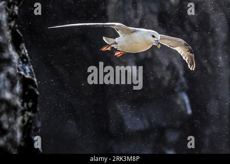 Fulmar settentrionale (Fulmarus glacialis auduboni) nella colonia riproduttiva costiera dell'Islanda. Foto Stock